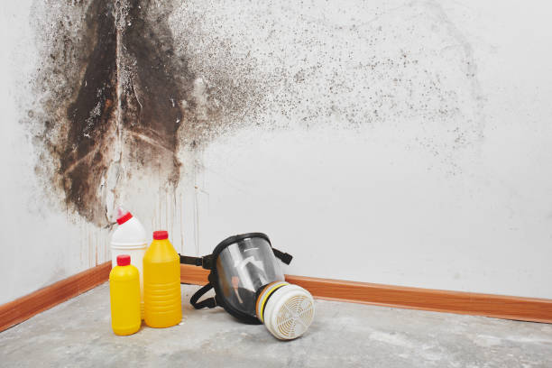 Best Residential Mold Remediation in West Peoria, IL