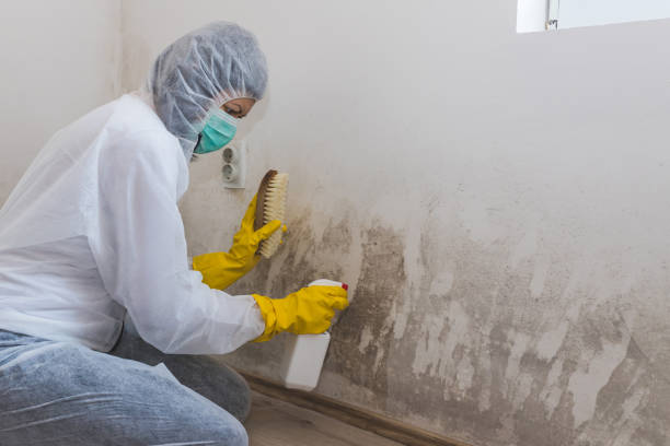 Best Black Mold Remediation in West Peoria, IL