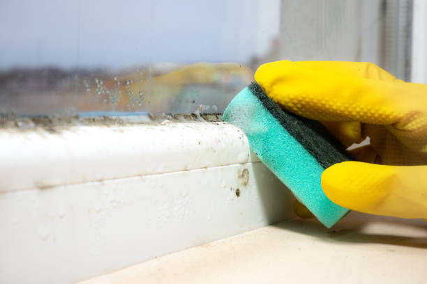 Best Bathroom Mold Remediation in West Peoria, IL