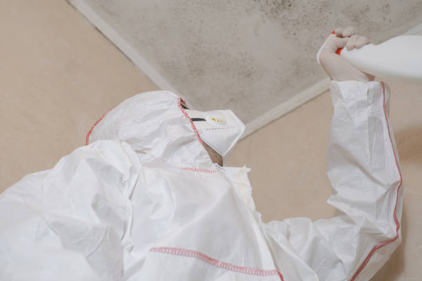 Best Kitchen Mold Remediation in West Peoria, IL