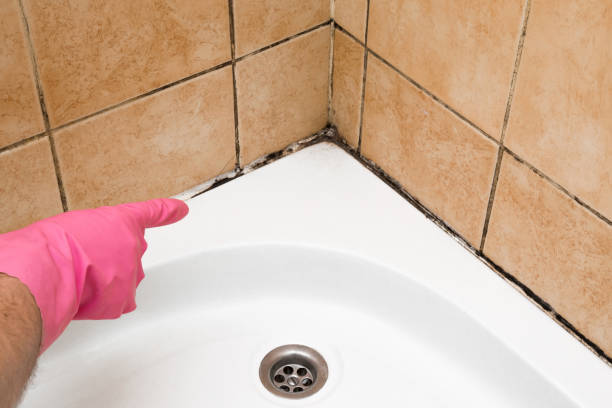 Best Commercial Mold Remediation in West Peoria, IL